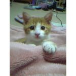 ぴよ