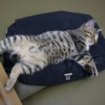 で(･ω･)き