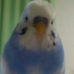 ライヤル