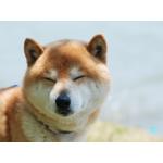お出汁