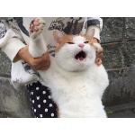 磯野くん
