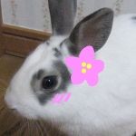 センター
