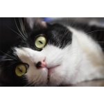 userPhoto