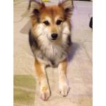 あひる（犬好き