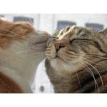 ねこ