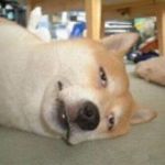 だろー
