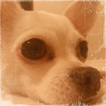 やさとま