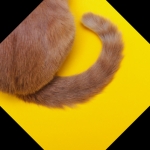 tail