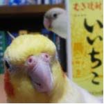 いいちこインコ＠花沢りん吉
