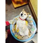 シヴァ犬