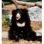 ナマケグマw