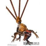 Didymo_Ceras