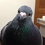 レモン