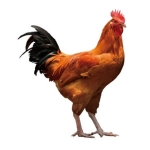 userPhoto