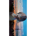 userPhoto