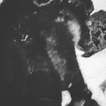 userPhoto