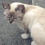 ねこですよろしくおねがいします