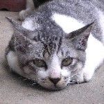 Tomo