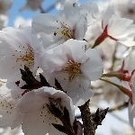 userPhoto