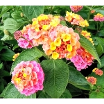 userPhoto
