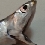 わさび