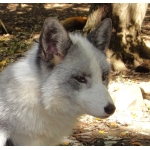 FoxBox
