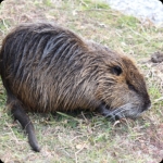 Nトリア