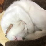 userPhoto