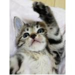 幸せのかぎしっぽビビ