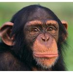 MonkeyBrain