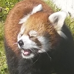 名無杜本丸/にゃしぱん