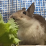 チョコ