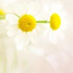 colleagea_maru