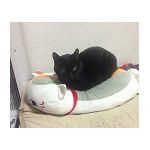 すずめばち