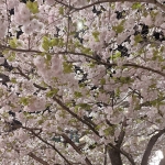userPhoto