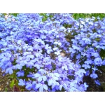 userPhoto