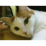 揚げ猫