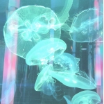 夜野　灯