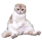 もちゅは野良猫になりました
