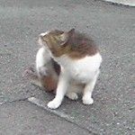 userPhoto