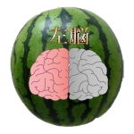 西瓜左脳