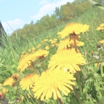 userPhoto