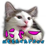 としひろ＆ようこ＆ちくわ
