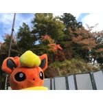 野生のブースター