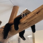 くしゃみ