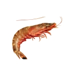__