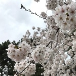 ミヤカワハルト期限