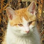 SpeedNyanko