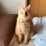 かにかま