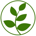 クロサワトシノ